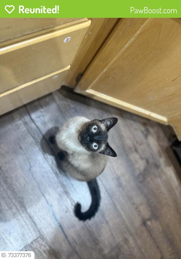 Reunited Male Cat last seen Vista Way and Old Taylor, Vista, CA 92084