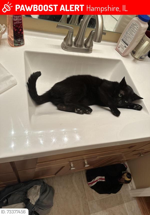 Lost Male Cat last seen Florence and Como., Hampshire, IL 60140