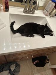 Lost Male Cat last seen Florence and Como., Hampshire, IL 60140