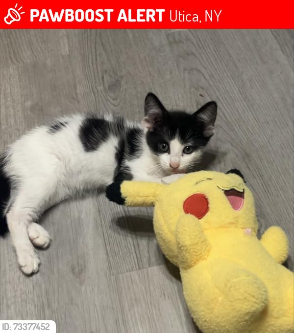 Lost Male Cat last seen Brinckerhoff and Leah, Utica, NY 13501