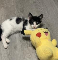 Lost Male Cat last seen Brinckerhoff and Leah, Utica, NY 13501