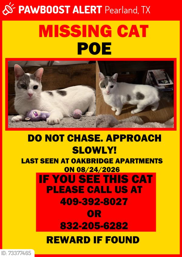 Lost Male Cat last seen Oakbridge apmts, Pearland, TX 77581