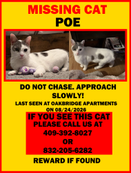 Lost Male Cat last seen Oakbridge apmts, Pearland, TX 77581