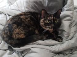 Lost Female Cat last seen SE King & Sandview, Portland, OR 97222