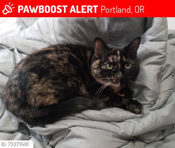 Lost Female Cat last seen SE King & Sandview, Portland, OR 97222