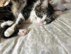 Reunited Male Cat last seen Near NE 100th street, Seattle, WA 98125