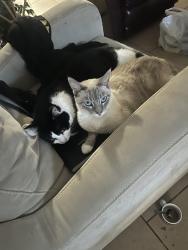 Lost Unknown Cat last seen Smart st, Houston, TX 77037