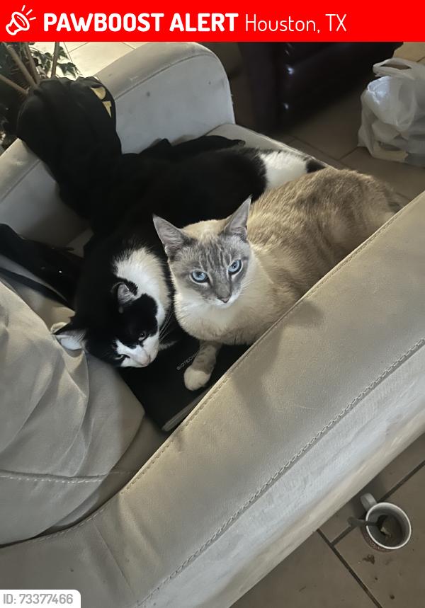 Lost Unknown Cat last seen Smart st, Houston, TX 77037