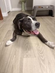Found/Stray Male Dog last seen Cheyenne and jones, Las Vegas, NV 89108