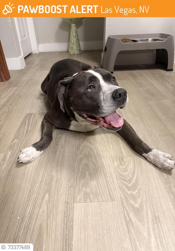 Found/Stray Male Dog last seen Cheyenne and jones, Las Vegas, NV 89108