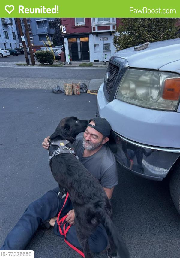 Reunited Male Dog last seen North Going Street and N Concord, Portland, OR 97203