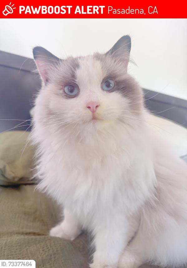 Lost Female Cat last seen Seco and rosemont, Pasadena, CA 91103