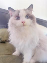 Lost Female Cat last seen Seco and rosemont, Pasadena, CA 91103