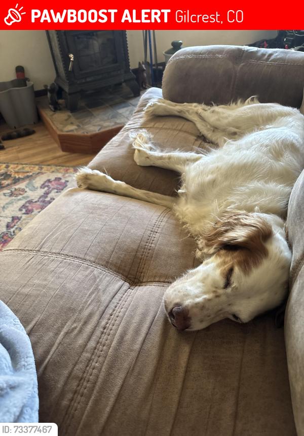 Lost Female Dog last seen Road 36 & road 29, Gilcrest, CO 80623