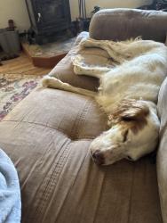 Lost Female Dog last seen Road 36 & road 29, Gilcrest, CO 80623