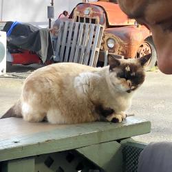 Lost Female Cat last seen La fogata, Rocklin, CA 95677