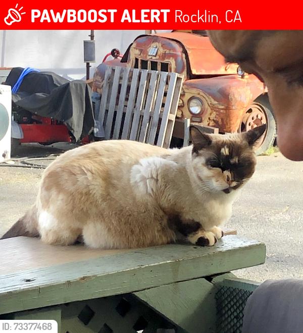 Lost Female Cat last seen La fogata, Rocklin, CA 95677