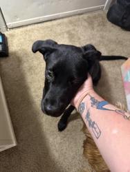 Found/Stray Male Dog last seen Fort Union Blvd. Santa Cruz Drive, Cottonwood Heights, UT 84121