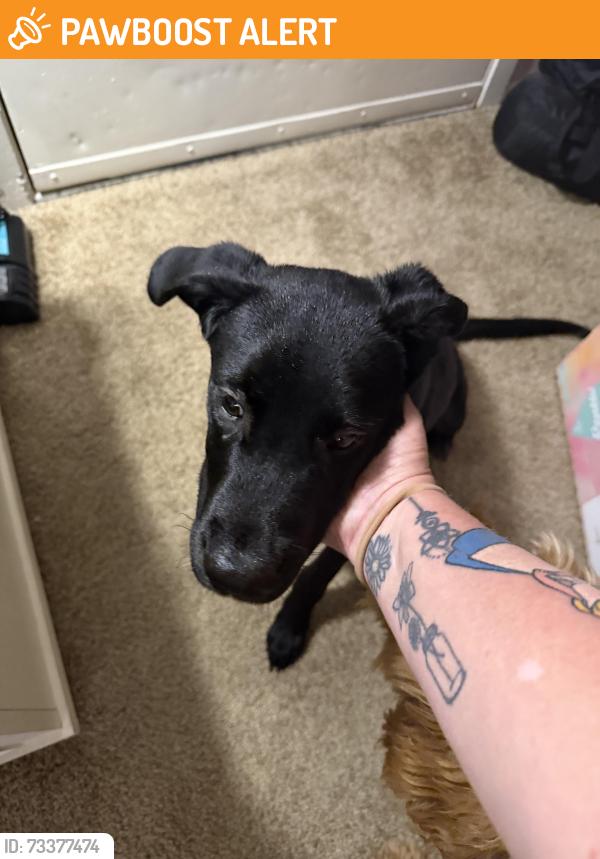 Found/Stray Male Dog last seen Fort Union Blvd. Santa Cruz Drive, Cottonwood Heights, UT 84121