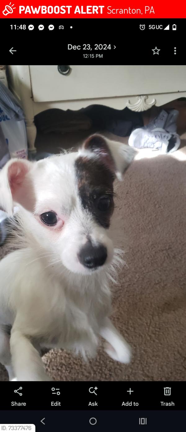 Lost Male Dog last seen Edna ave, Scranton, PA 18508