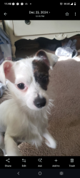 Lost Male Dog last seen Edna ave, Scranton, PA 18508