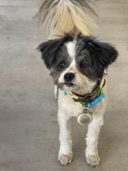 Lost Male Dog last seen Acacia and Home, Rialto, CA 92376