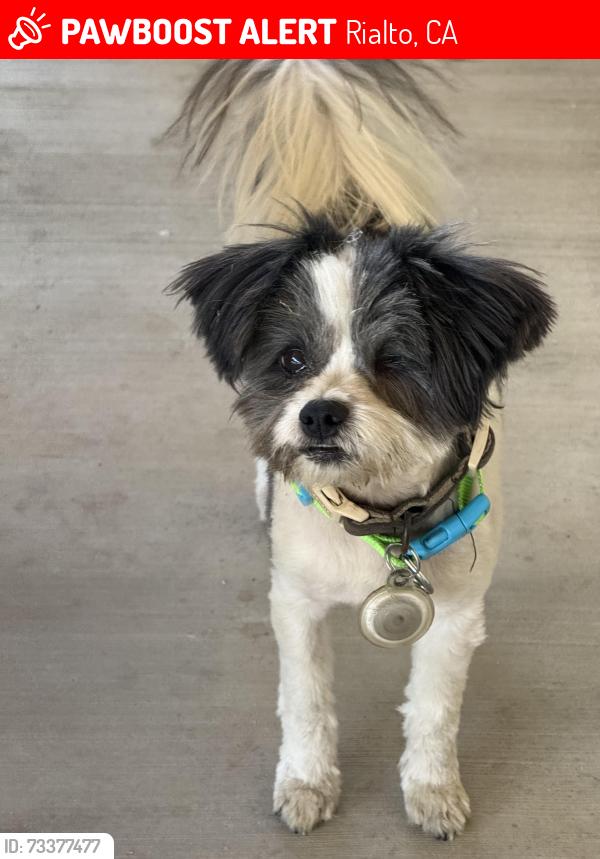 Lost Male Dog last seen Acacia and Home, Rialto, CA 92376