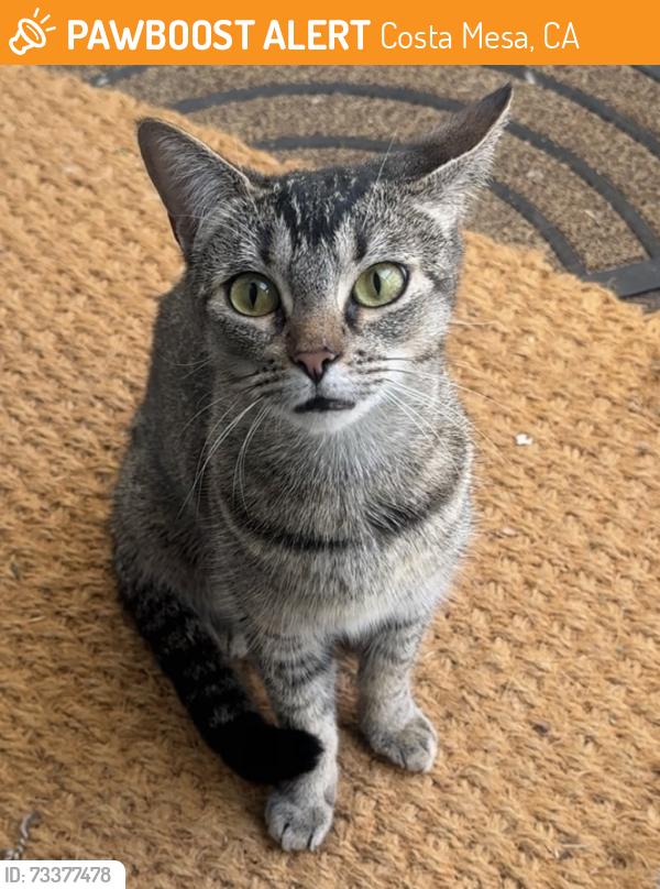 Found/Stray Female Cat last seen Harbor and Merrimac, Costa Mesa, CA 92626