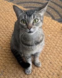 Found/Stray Female Cat last seen Harbor and Merrimac, Costa Mesa, CA 92626