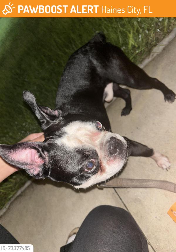 Found/Stray Male Dog last seen piave st, Haines City, FL 33844