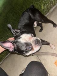 Found/Stray Male Dog last seen piave st, Haines City, FL 33844
