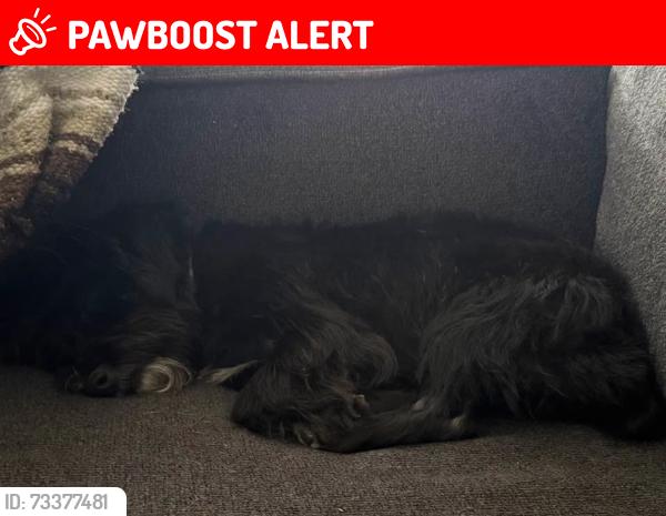 Lost Unknown Dog last seen Near : SW 11th Ct North Lauderdale, North Lauderdale, FL 33068