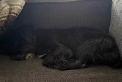 Lost Unknown Dog last seen Near : SW 11th Ct North Lauderdale, North Lauderdale, FL 33068