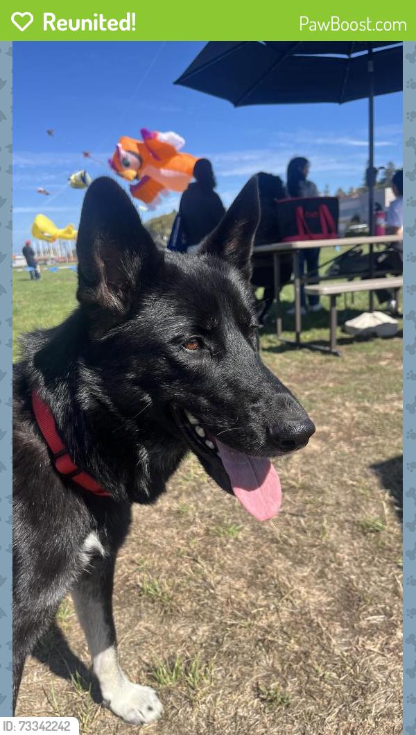 Reunited Female Dog last seen Bayside Veterinary hosp, Vallejo, CA 94590