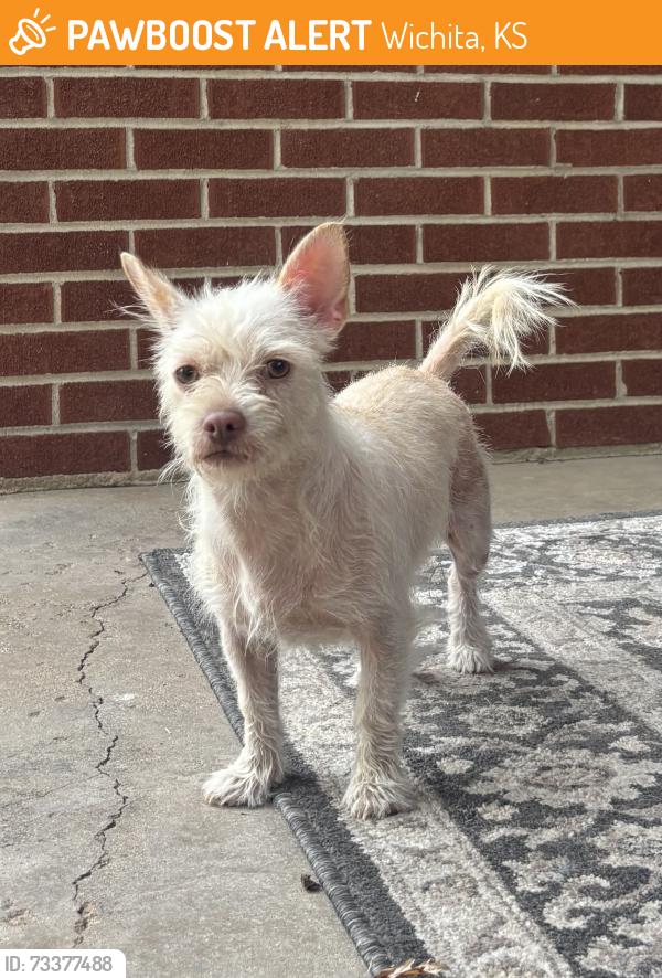 Found/Stray Female Dog last seen 13th and west. sycamore park, Wichita, KS 67203
