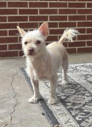Found/Stray Female Dog last seen 13th and west. sycamore park, Wichita, KS 67203