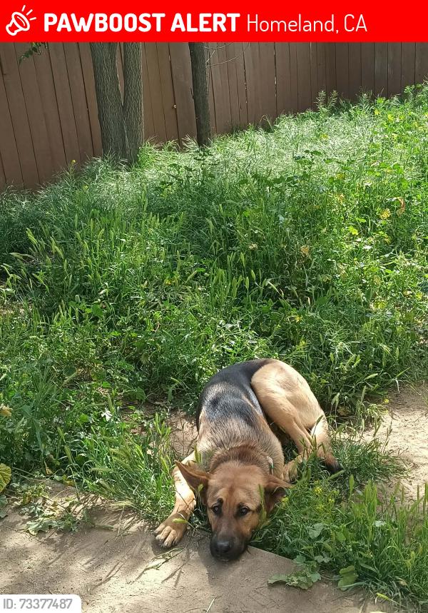 Lost Male Dog last seen near sinclair gas station in homeland, Homeland, CA 92548