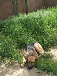Lost Male Dog last seen near sinclair gas station in homeland, Homeland, CA 92548
