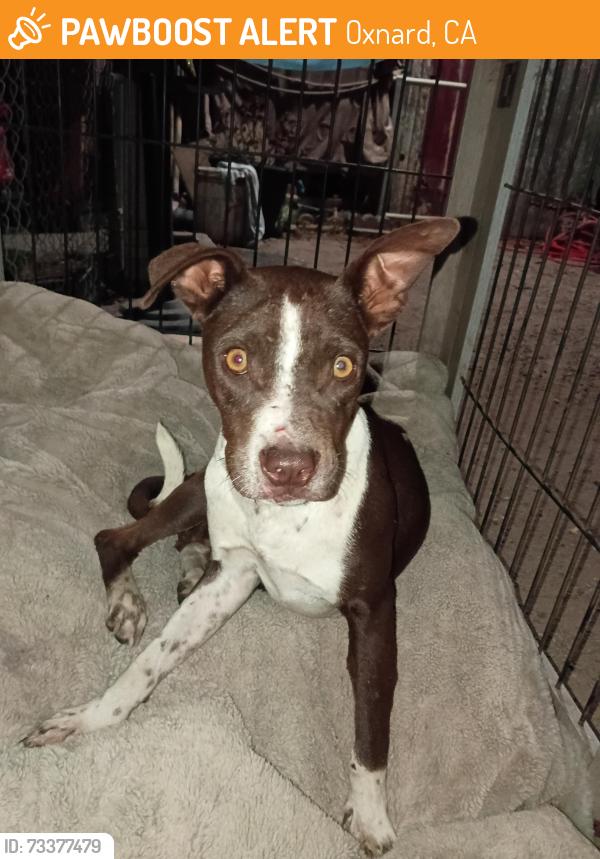 Found/Stray Female Dog last seen Pleasant valley, Oxnard, CA 93033