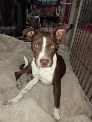 Found/Stray Female Dog last seen Pleasant valley, Oxnard, CA 93033
