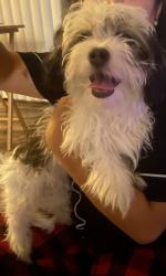 Found/Stray Male Dog last seen Madison, Carmichael, CA 95841