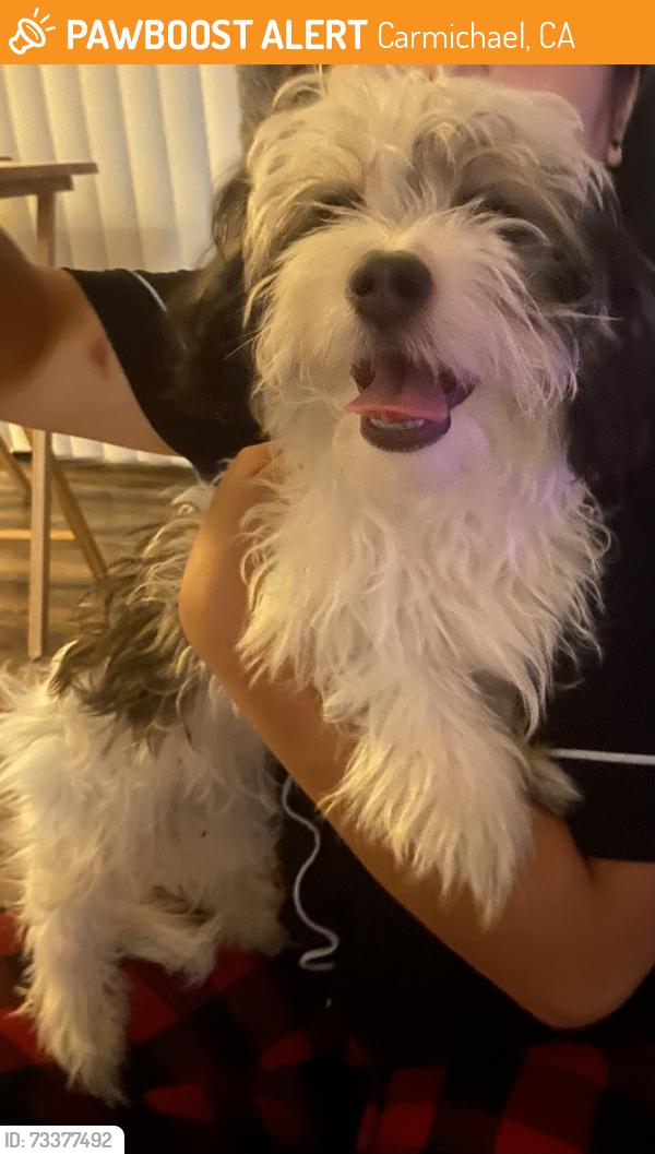 Found/Stray Male Dog last seen Madison, Carmichael, CA 95841