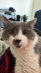 Lost Male Cat last seen wexford ridge madison wi, Madison, WI 53719