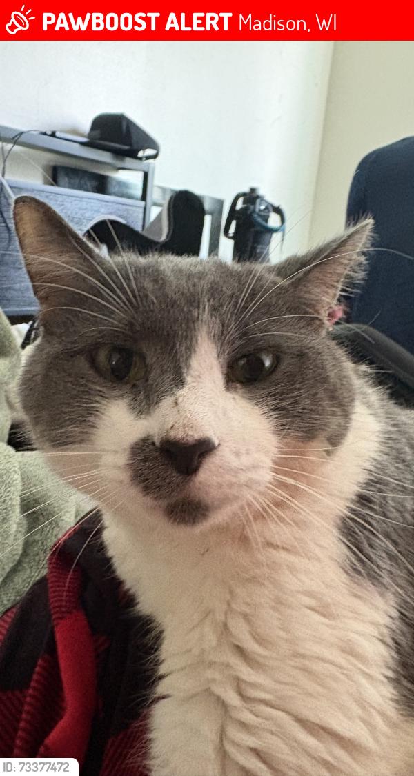 Lost Male Cat last seen wexford ridge madison wi, Madison, WI 53719