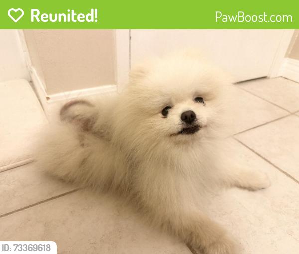 Reunited Male Dog last seen Near Culver Dr, Irvine, CA 92612, USA, Irvine, CA 92612