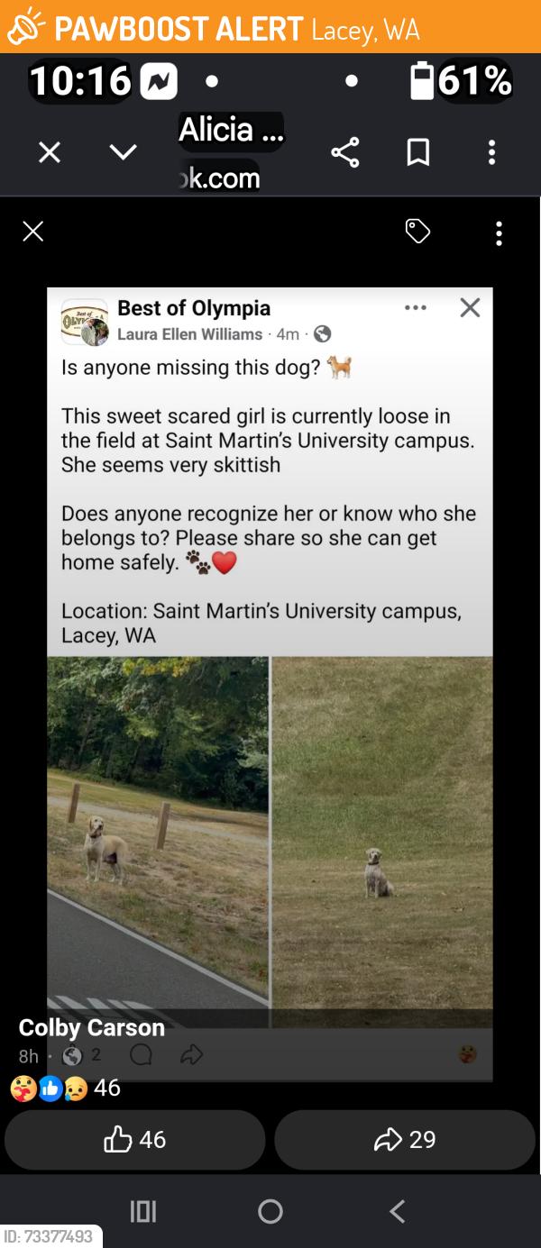 Found/Stray Female Dog last seen Saint Martins University, Lacey , Wa, Lacey, WA 98503