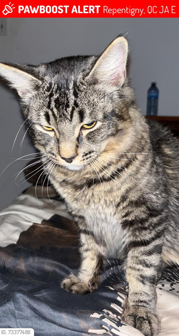 Lost Male Cat last seen Morel/Ethier, Repentigny, QC J6A 3E8