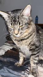Lost Male Cat last seen Morel/Ethier, Repentigny, QC J6A 3E8