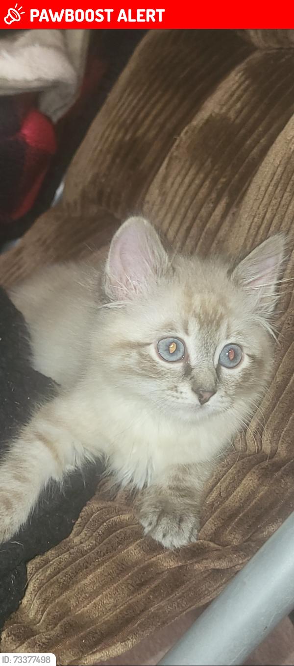 Lost Male Cat last seen pine valley mobile homes, Beltrami County, MN 56601