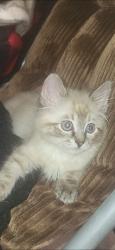 Lost Male Cat last seen pine valley mobile homes, Beltrami County, MN 56601